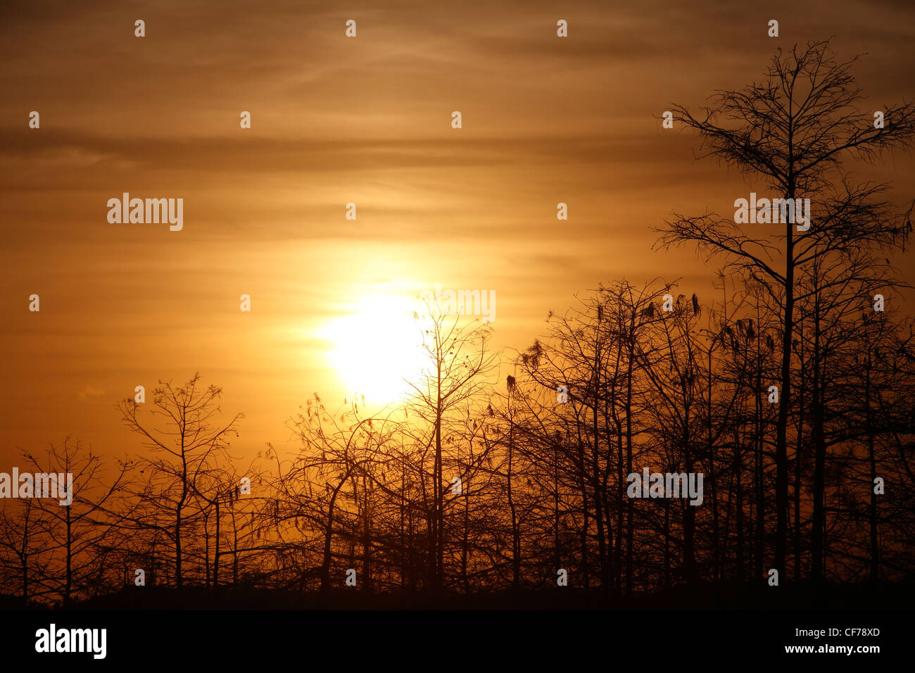 The sun sets behind slash pines in Florida Everglades National Park Stock Photo
