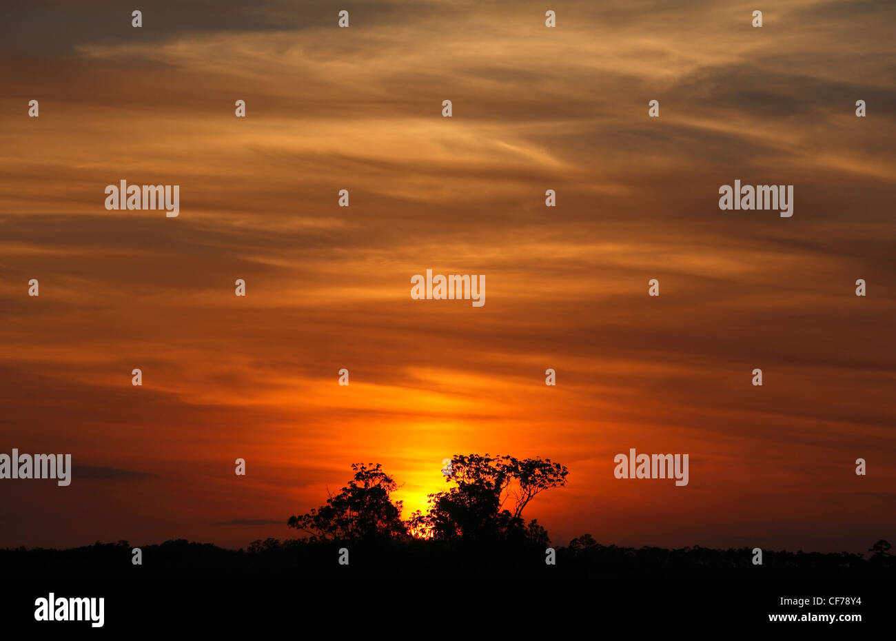 The sun sets behind a hammock in Florida Everglades National Park Stock