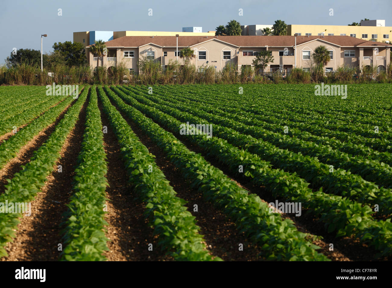 Farm land and apartment complex, Homestead, Florida Stock Photo