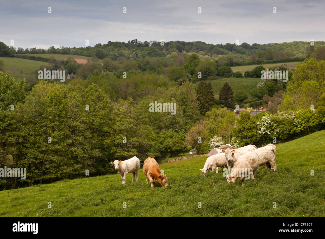 UK, Gloucestershire, Stroud, Slad Valley, agriculture, cows grazing in field above the village Stock Photo