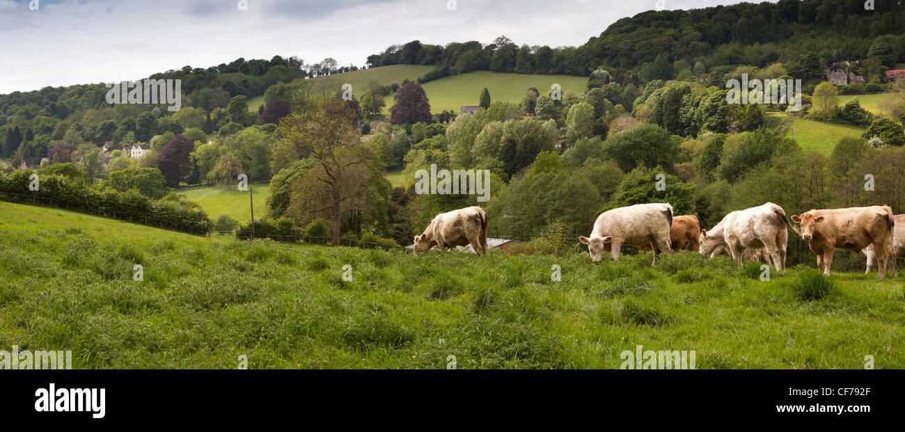 UK, Gloucestershire, Stroud, Slad Valley, agriculture, cows grazing in field above the village, panoramic Stock Photo