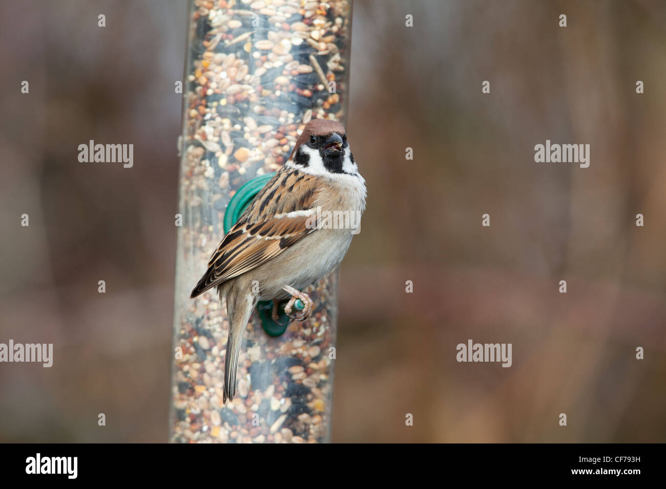 Eurasian Tree Sparrow Passer montanus perched on a bird feeder Stock Photo