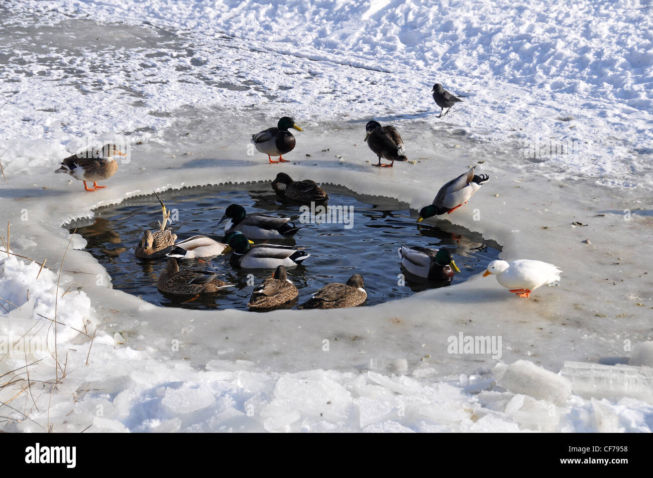 Ducks in a hole in the ice Stock Photo