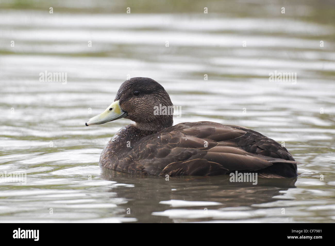 American black duck, Anas rubripes, Single bird on water, captive, February 2012 Stock Photo