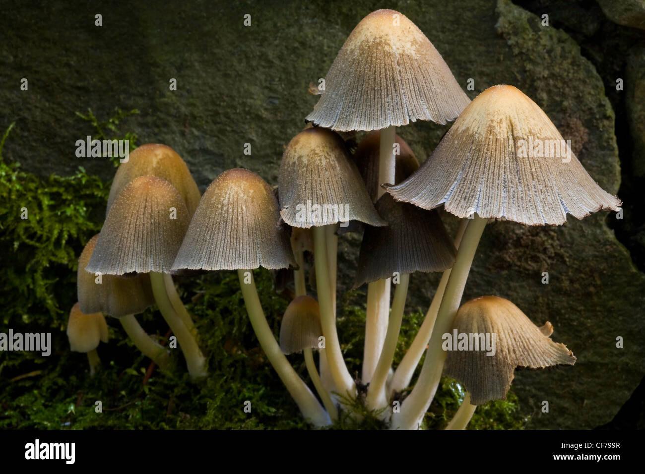 Inky Cap mushrooms (Coprinus atramentarius) growing in the Portland Japanese Garden, Portland, Oregon. USA Stock Photo