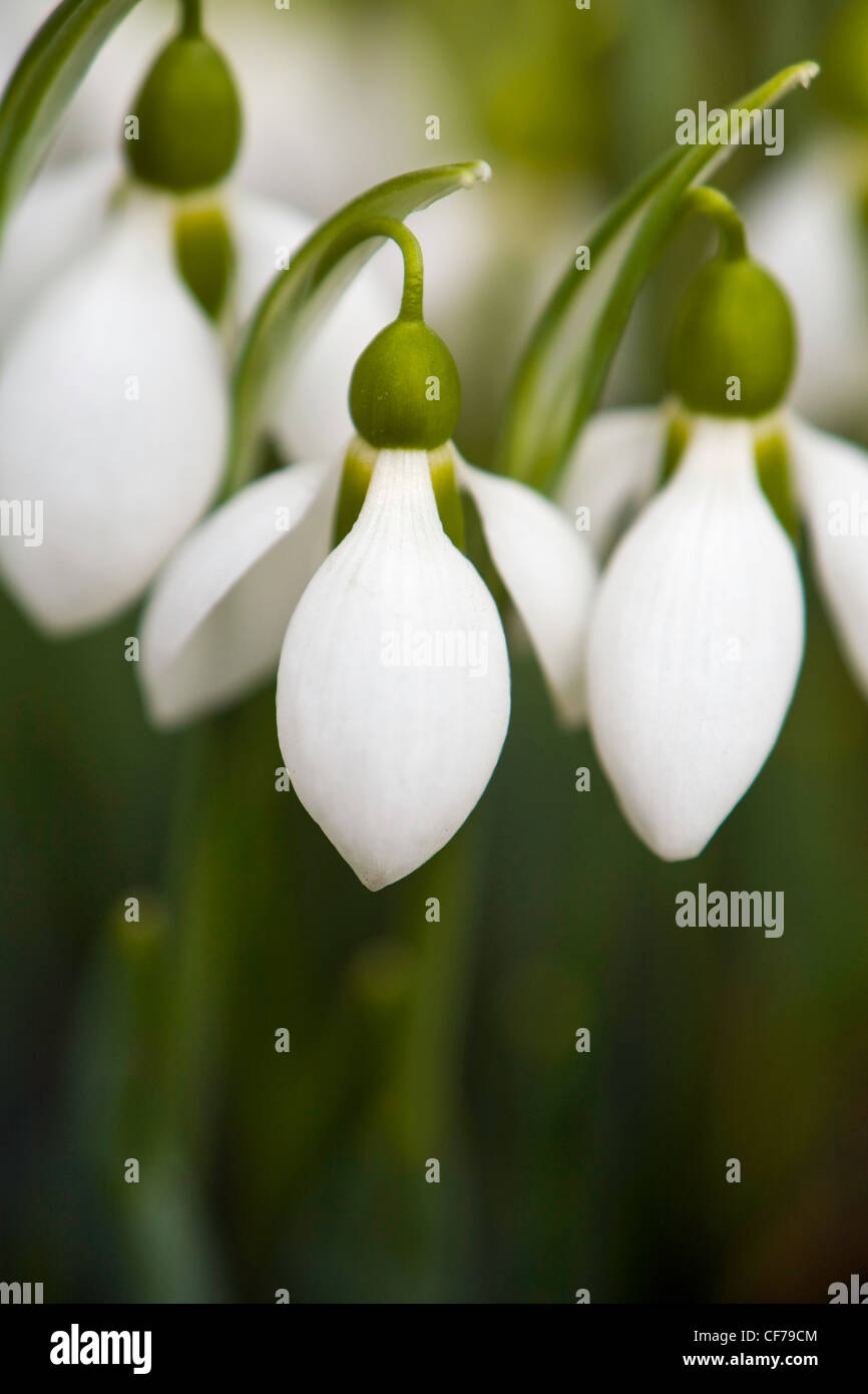 Snowdrops (Galanthus) bulb flowers in the spring, Oregon, USA Stock Photo