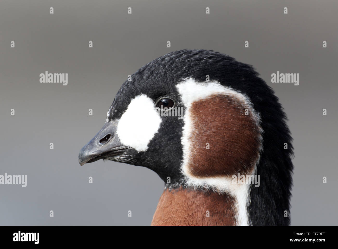 Red-breasted goose, Branta ruficollis, Single bird head shot, captive, February 2012 Stock Photo
