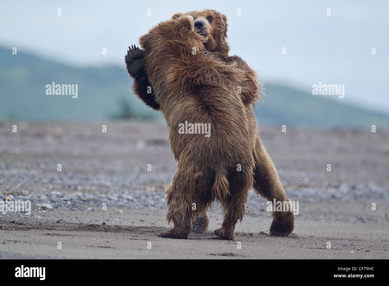 Alaskan brown bears fighting Stock Photo