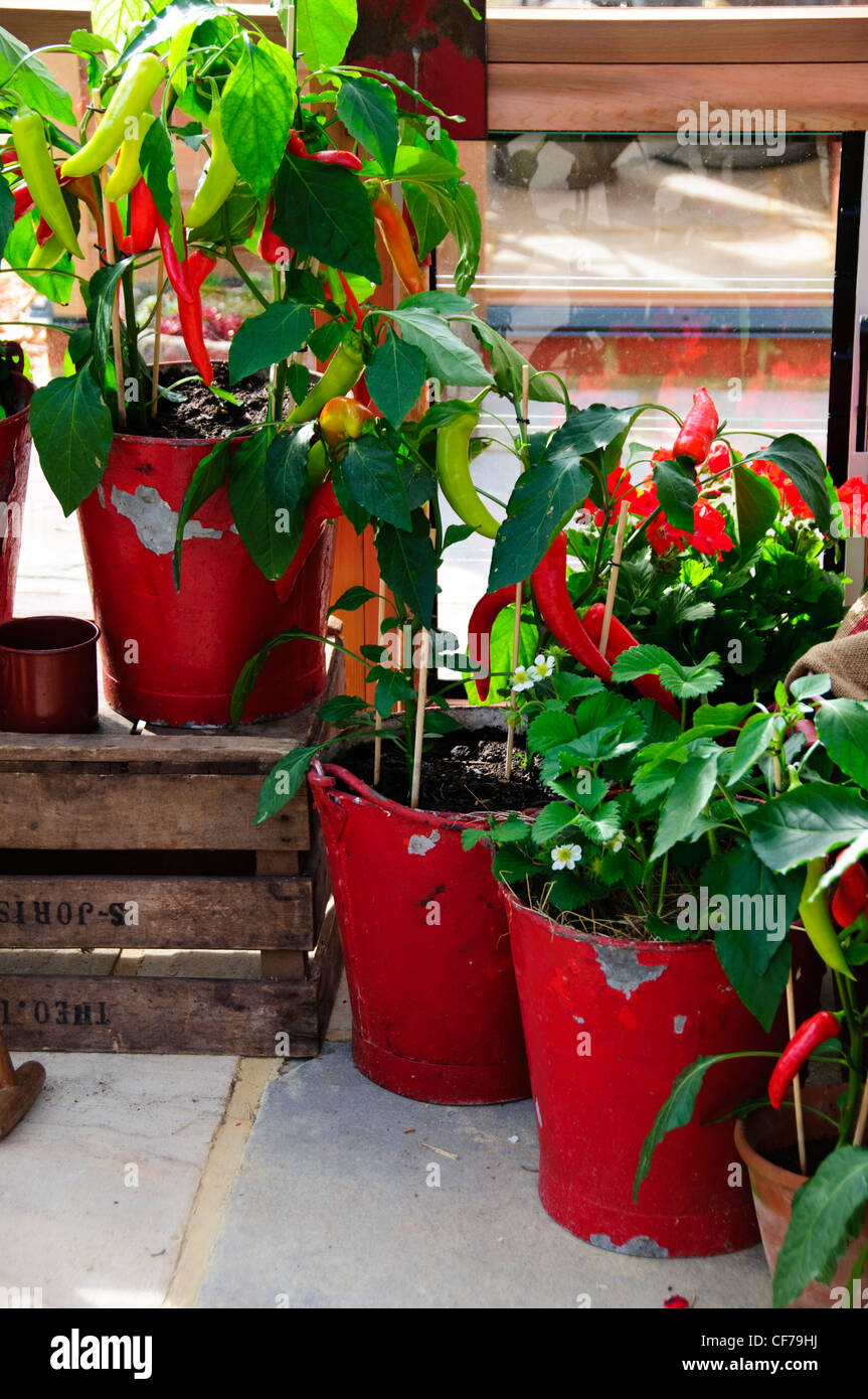 Gabriel Ash Ltd,Cedar Greenhouses & Cold frames,The RHS Chelsea Flower