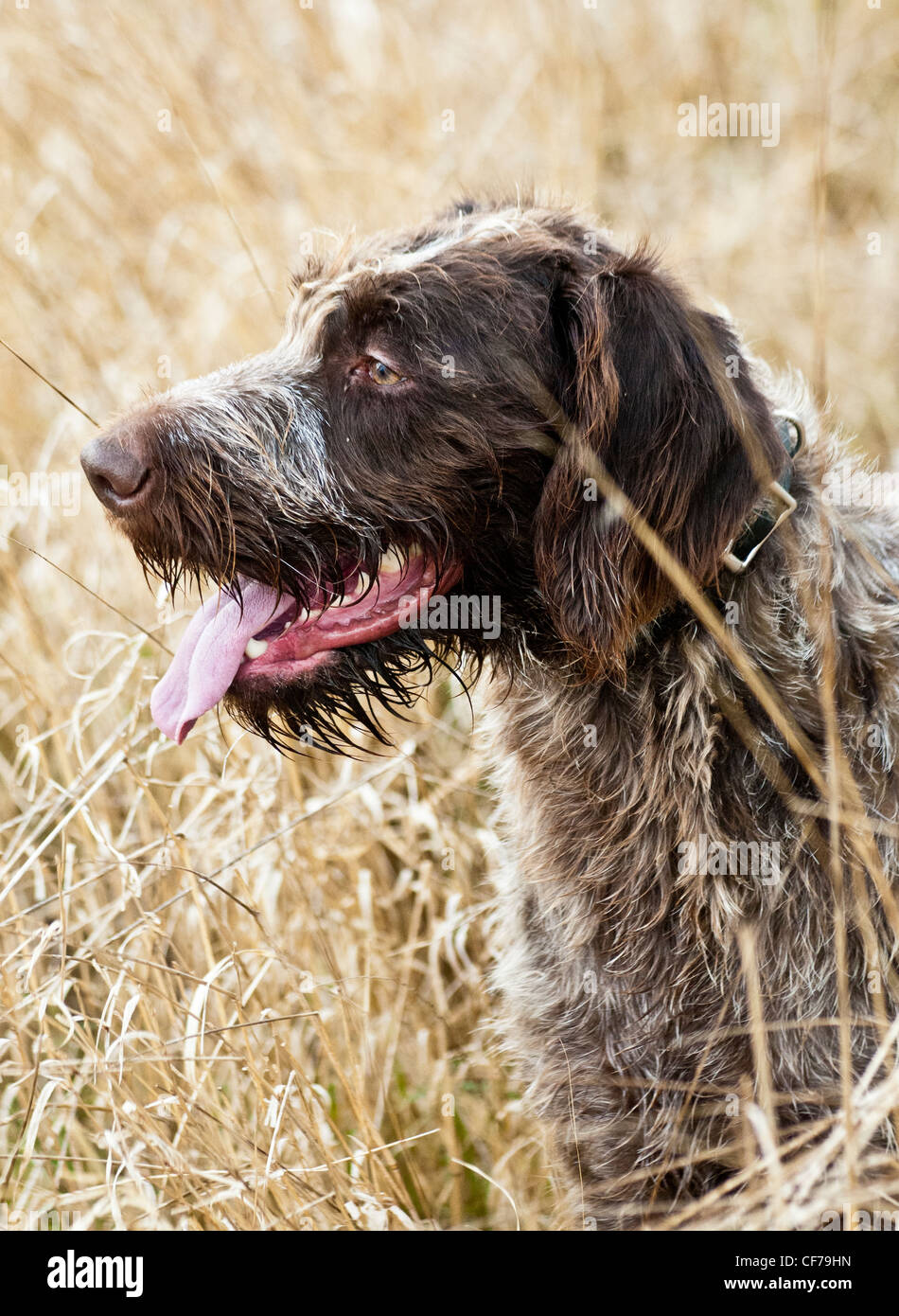 German wired haired pointer Stock Photo