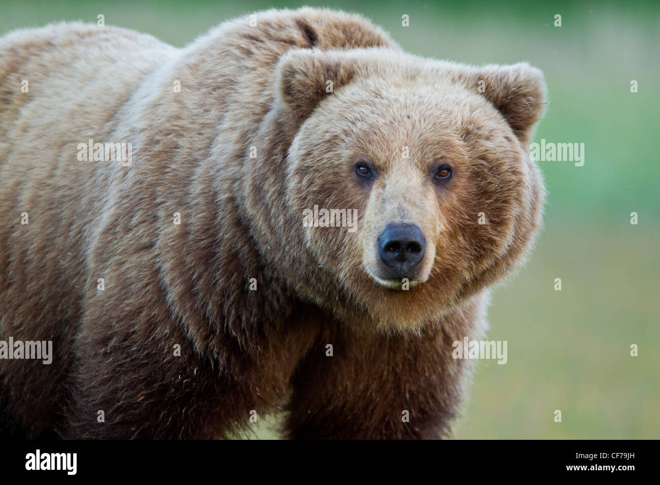 Alaskan brown bear adult female Stock Photo