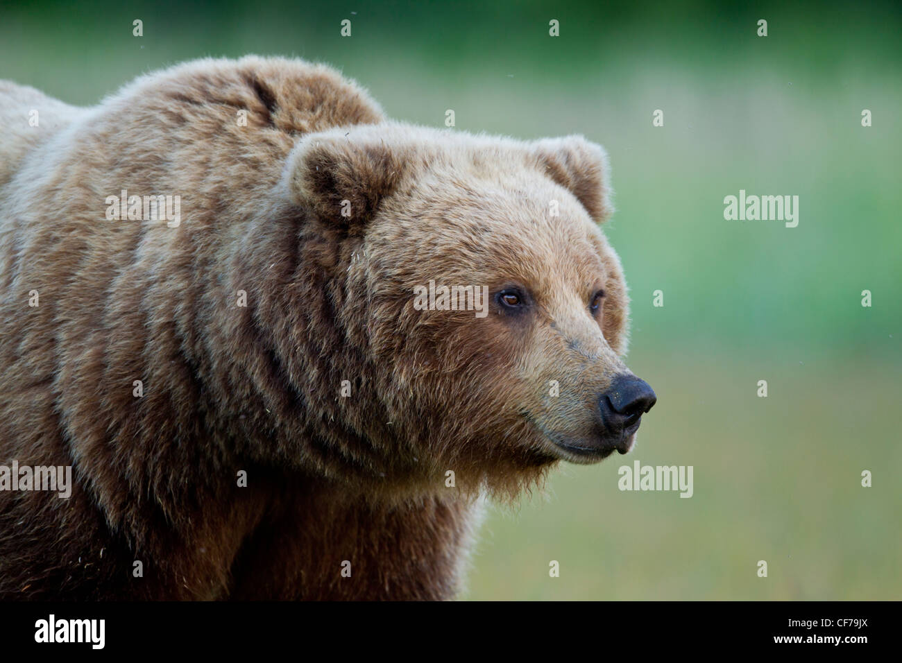 Alaskan brown bear Stock Photo