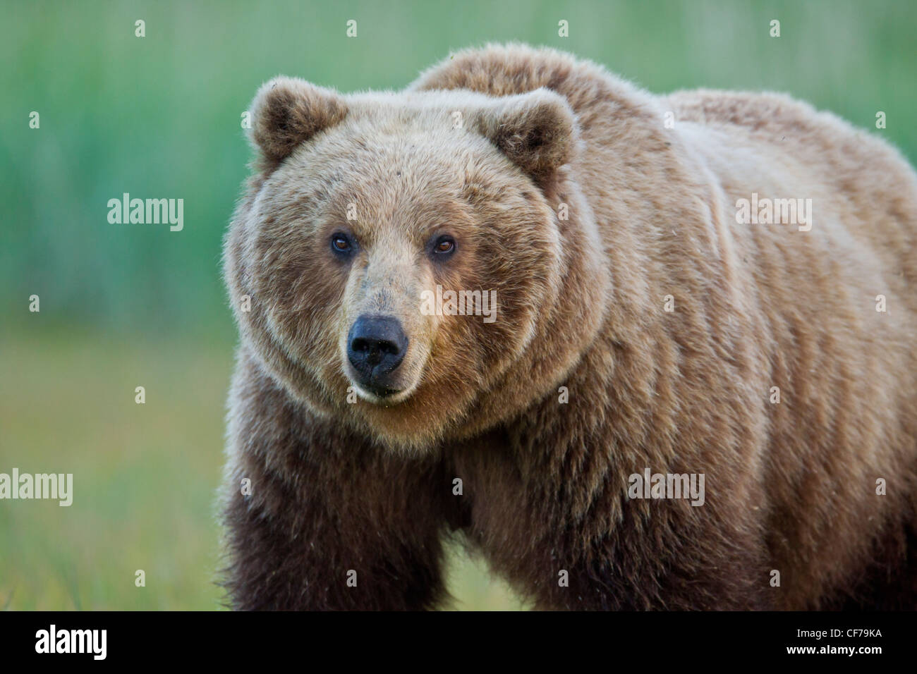 Alaskan brown bear Stock Photo