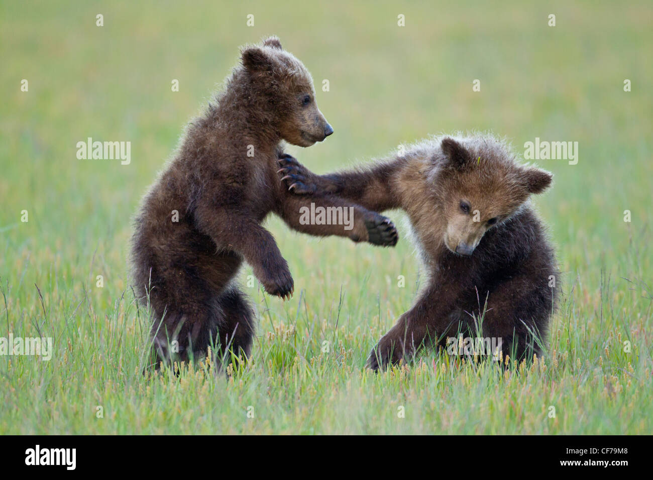 Alaskan brown bear cubs playing Stock Photo