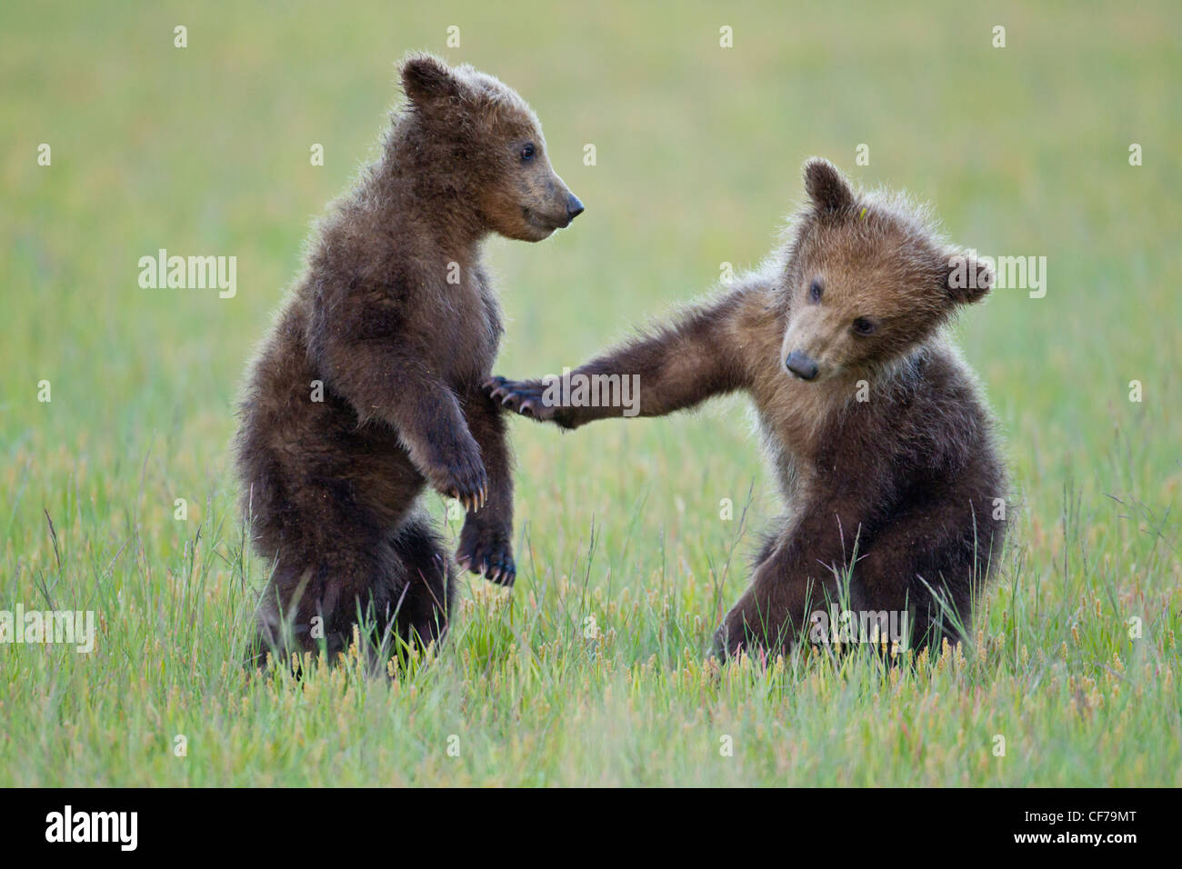 Alaskan brown bear cubs playing Stock Photo