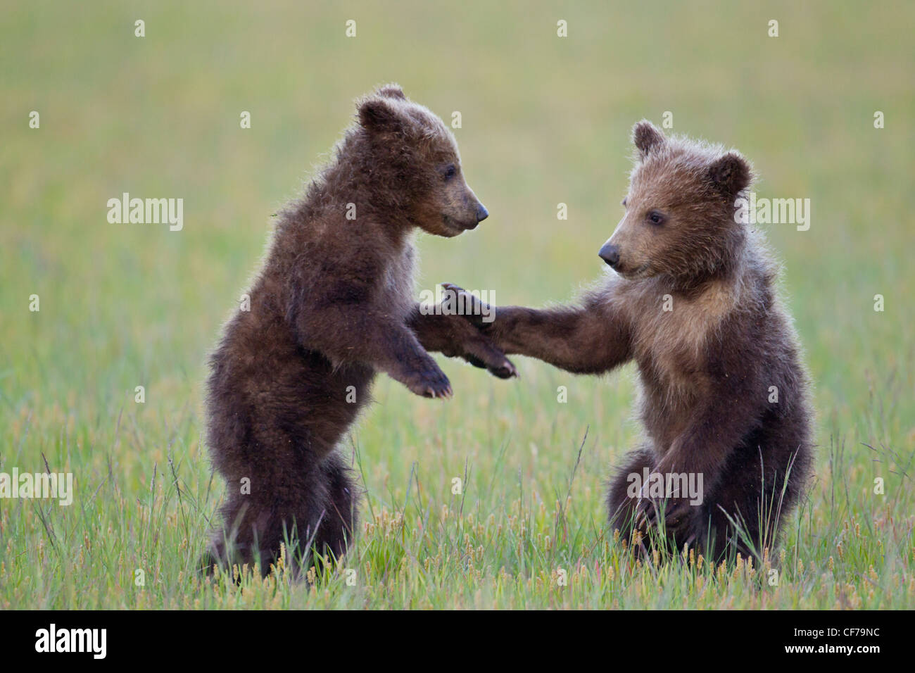 Alaskan brown bear cubs playing Stock Photo