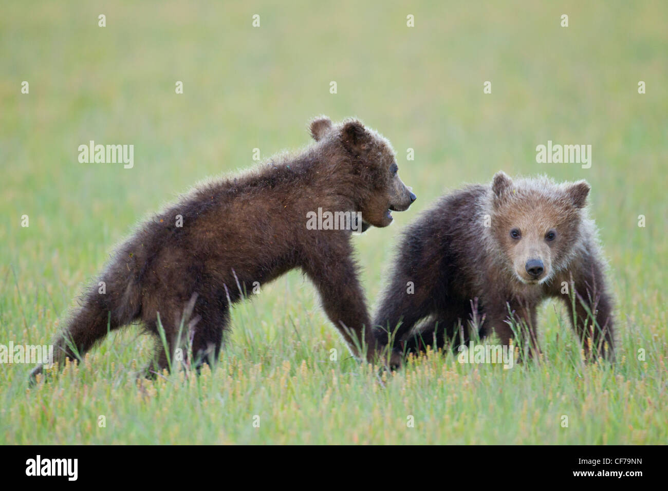 Alaskan brown bear cubs playing Stock Photo