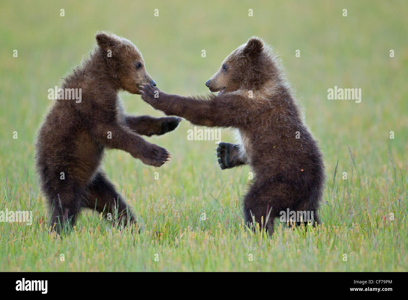 Alaskan brown bear cubs playing Stock Photo