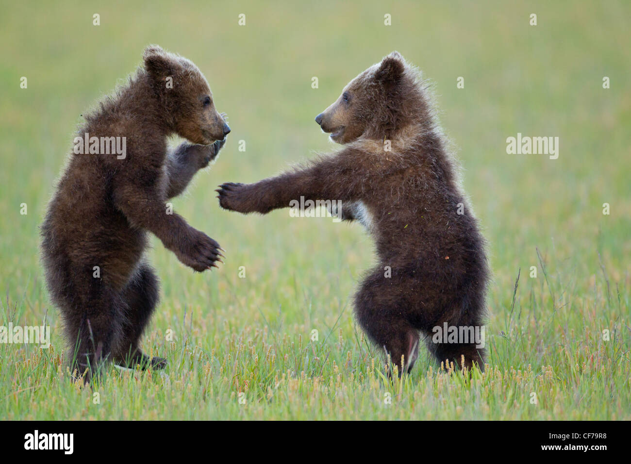 Alaskan brown bear cubs playing Stock Photo