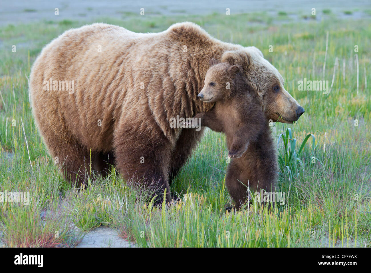 Alaskan brown bear sow with cub during summer Stock Photo