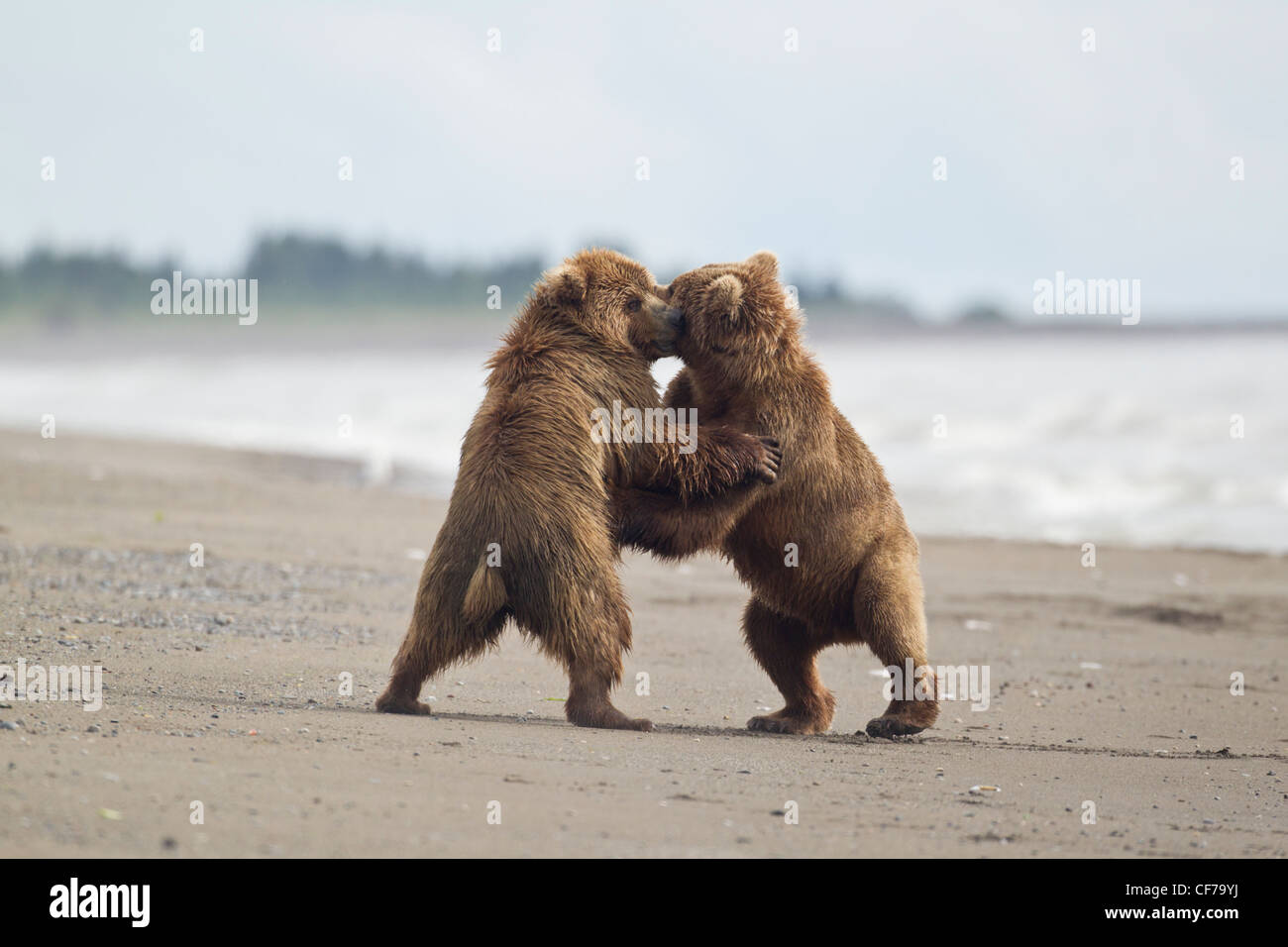 Alaskan brown bears fighting on a beach in Lake Clark National Park Stock Photo