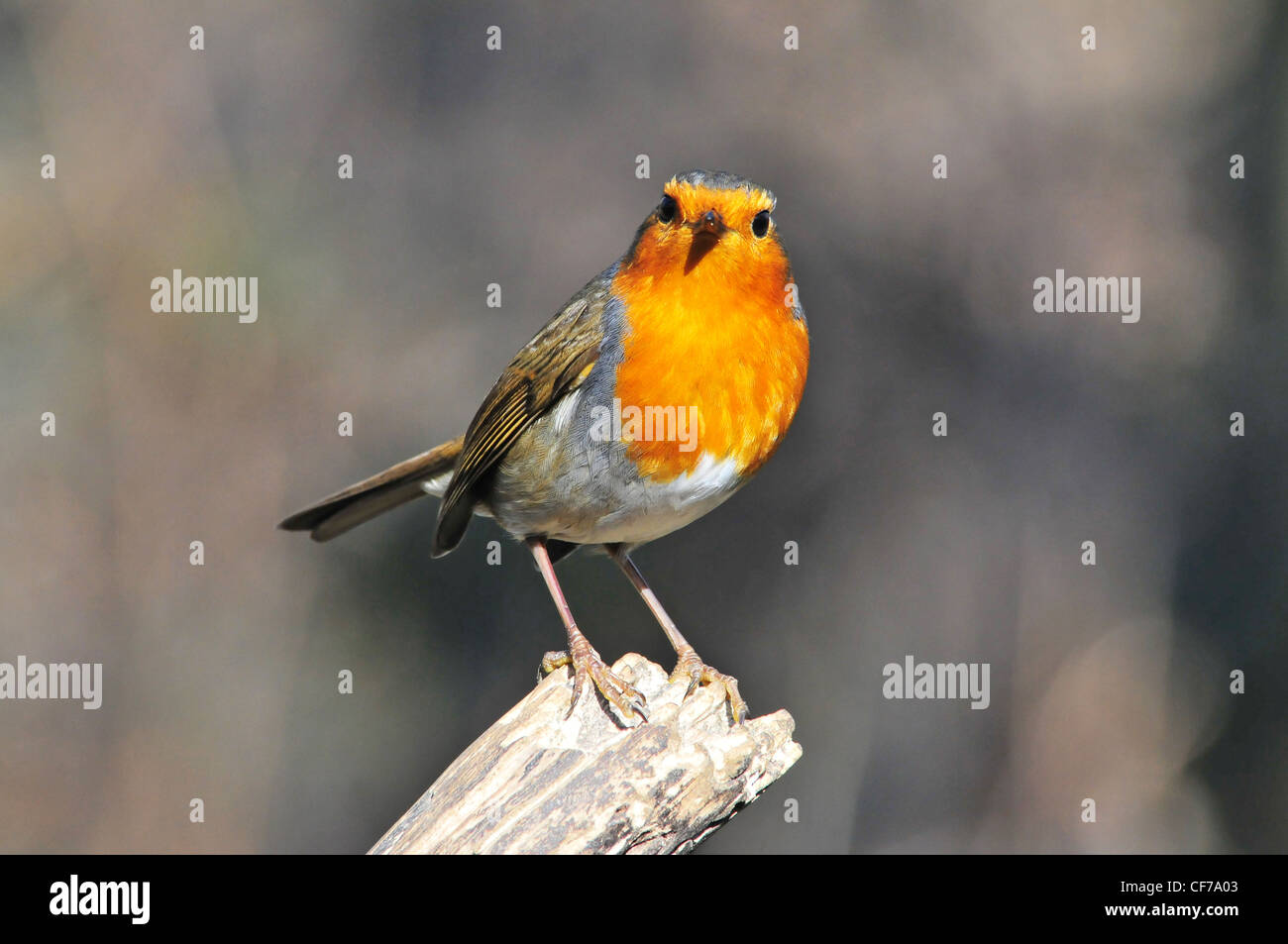 British garden bird hi-res stock photography and images - Alamy