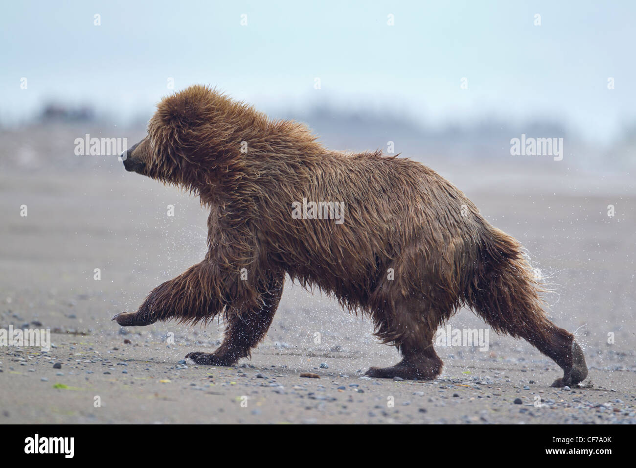 Alaskan brown bear running Stock Photo