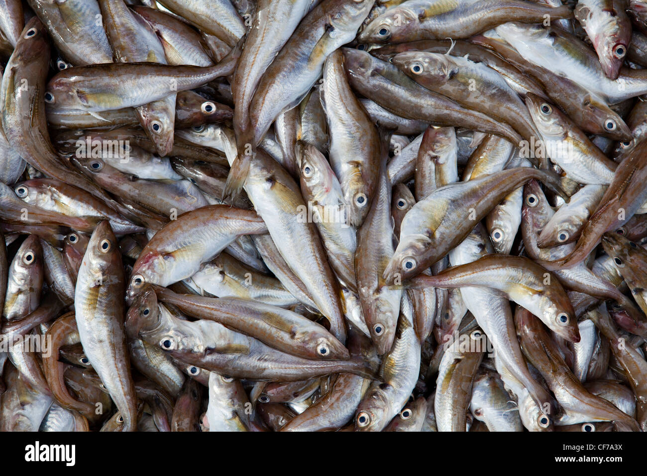 Whiting fish hires stock photography and images Alamy