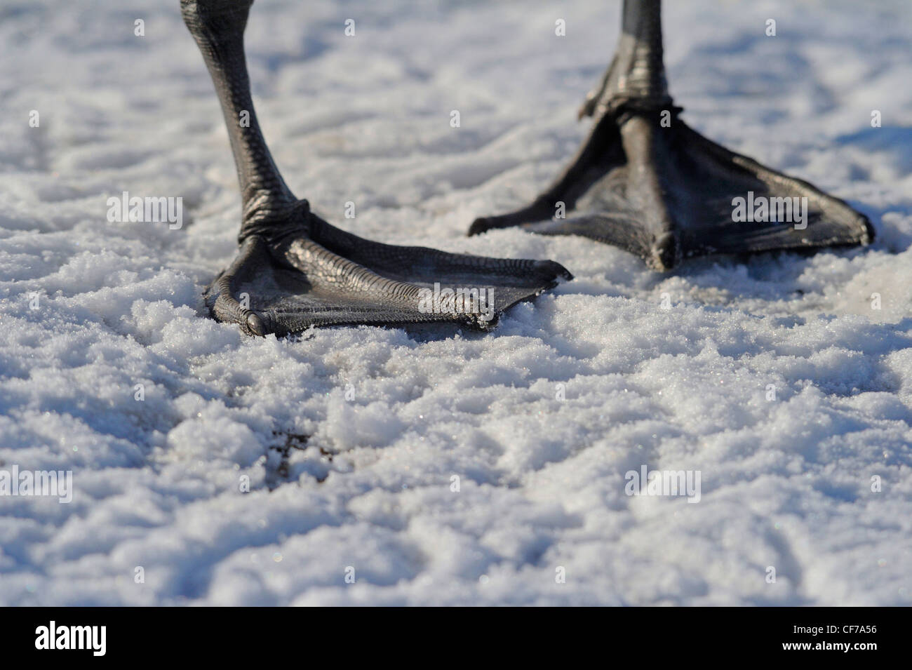 Large webbed feet of a Mute swan gripping on a frozen surface of a lake. Stock Photo