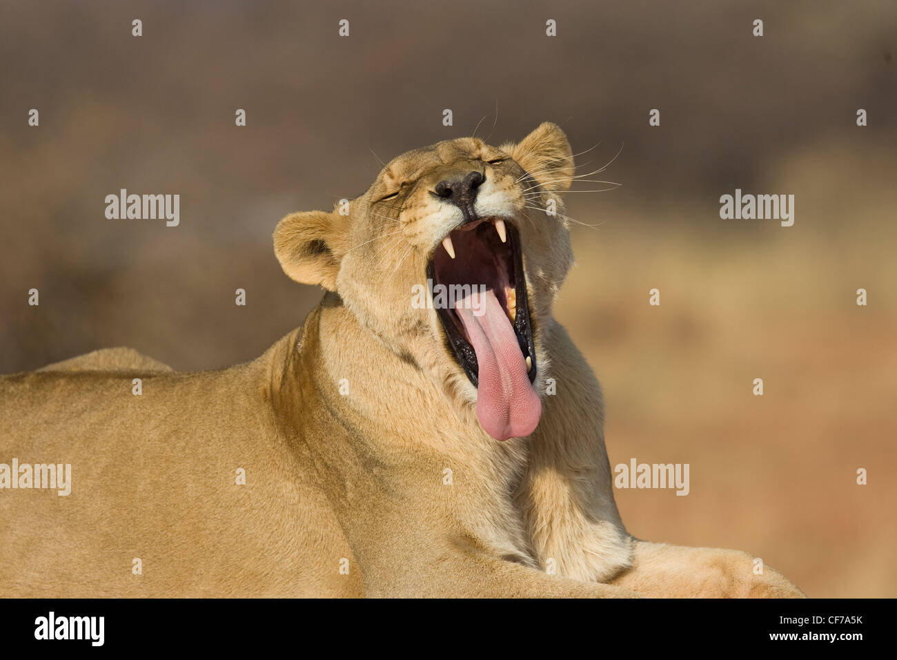Lion tongue hi-res stock photography and images - Alamy
