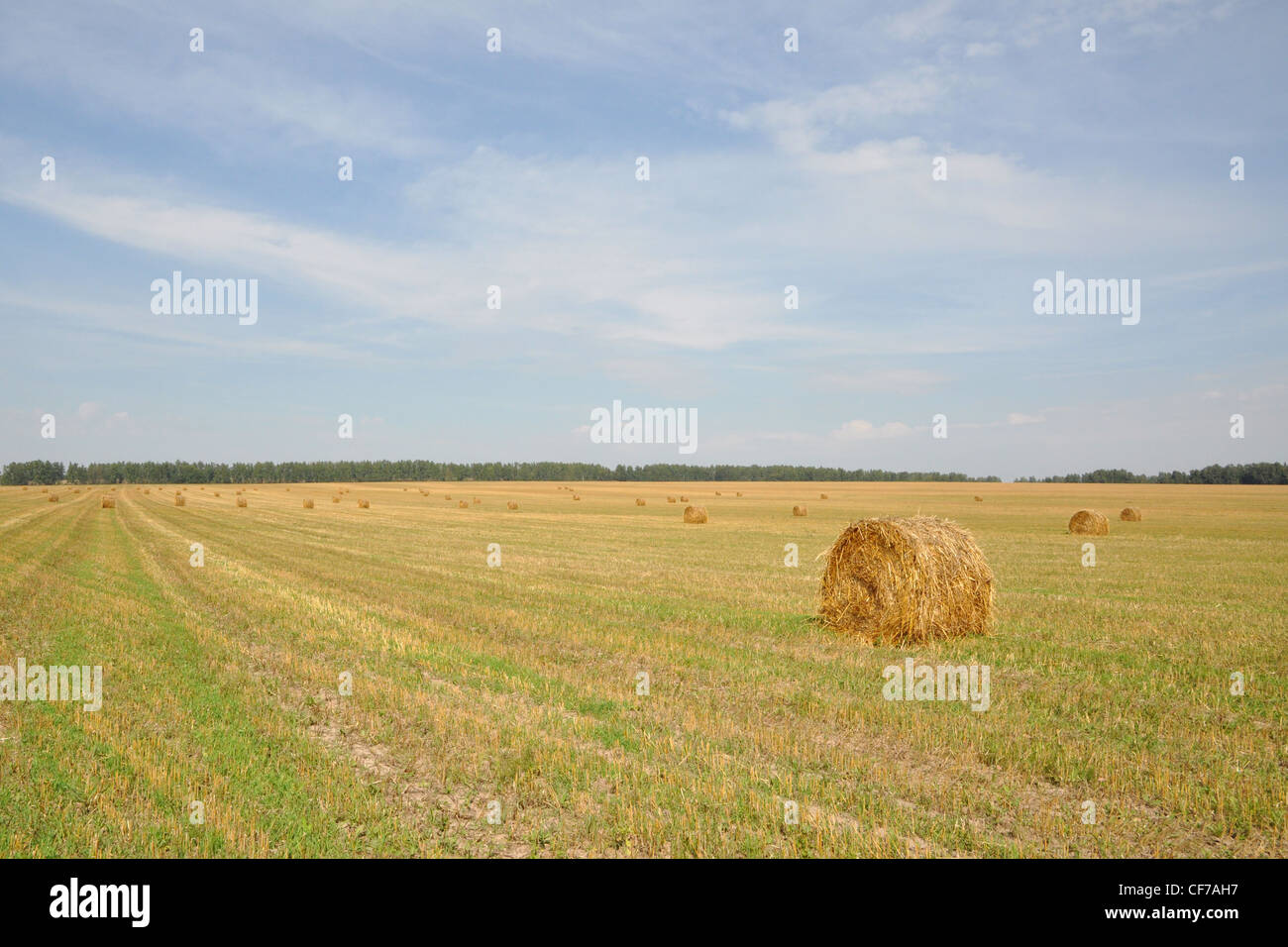 Haystack Stock Photo Field with haystacks Stock Photo - Alamy