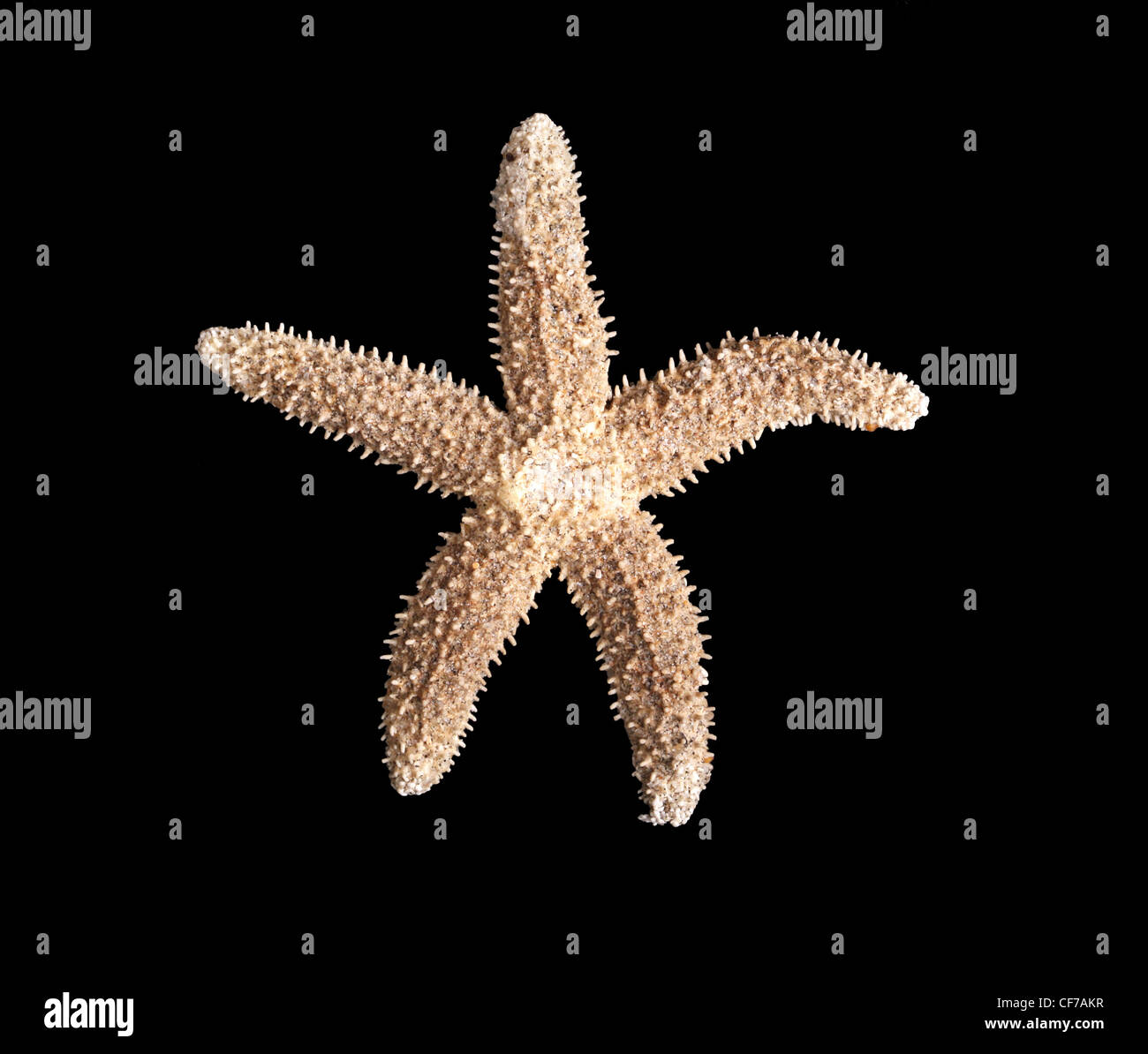 Gulf of Maine Sea Stars (5 Species)