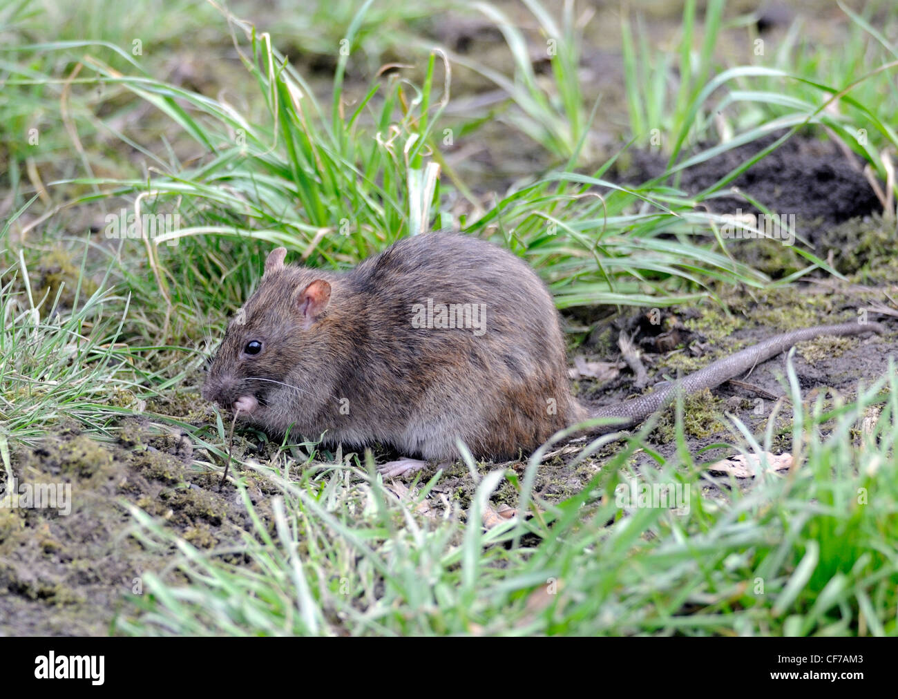 A common brown rat (Rattus norvegicus) eats food from under a bird feeder. Stock Photo