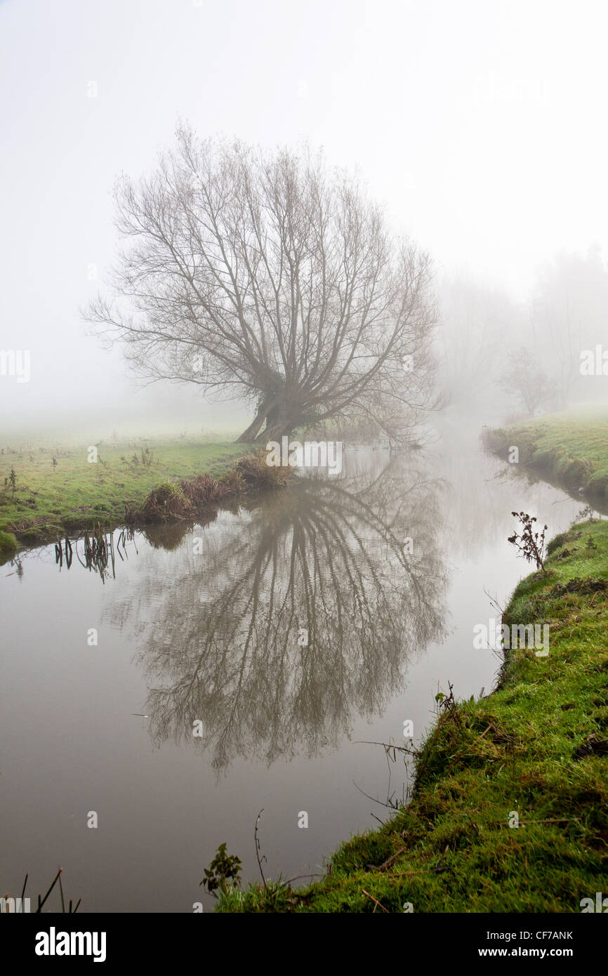 tree reflected in river alne Stock Photo