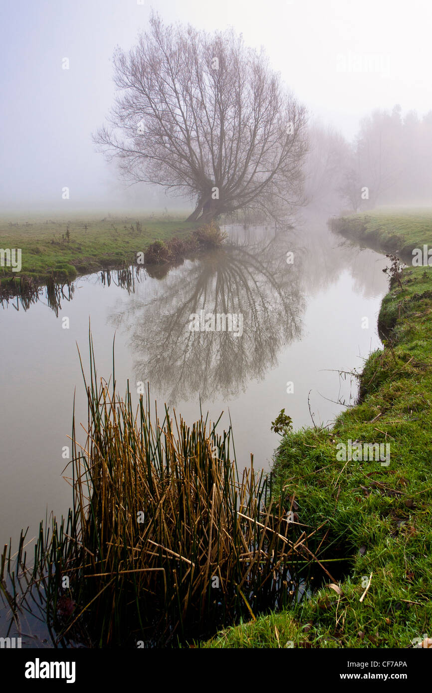 tree reflected in river alne Stock Photo