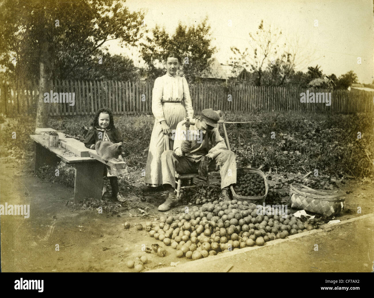 Man using hammer to crack black walnuts in the late 1800s or early 1900s in Indiana family standing in background outdoors farmi Stock Photo