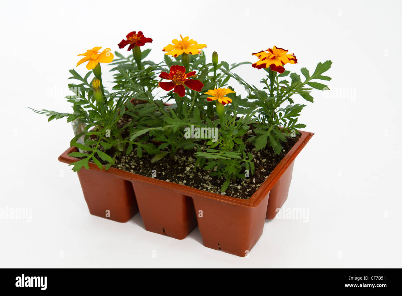 A commercial nursery's  jumbo or 6 pack of marigolds isolated on a white background. Stock Photo