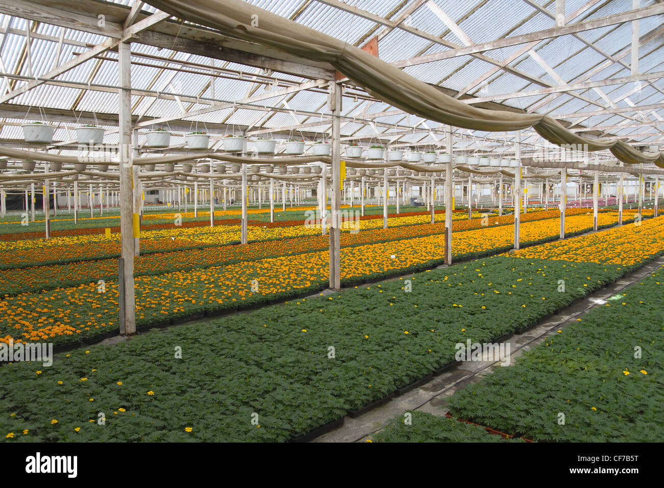 Wholesale nursery hires stock photography and images Alamy