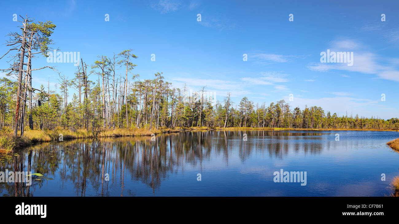 Forests tranquil lake and evergreen trees on the shore in north of ...