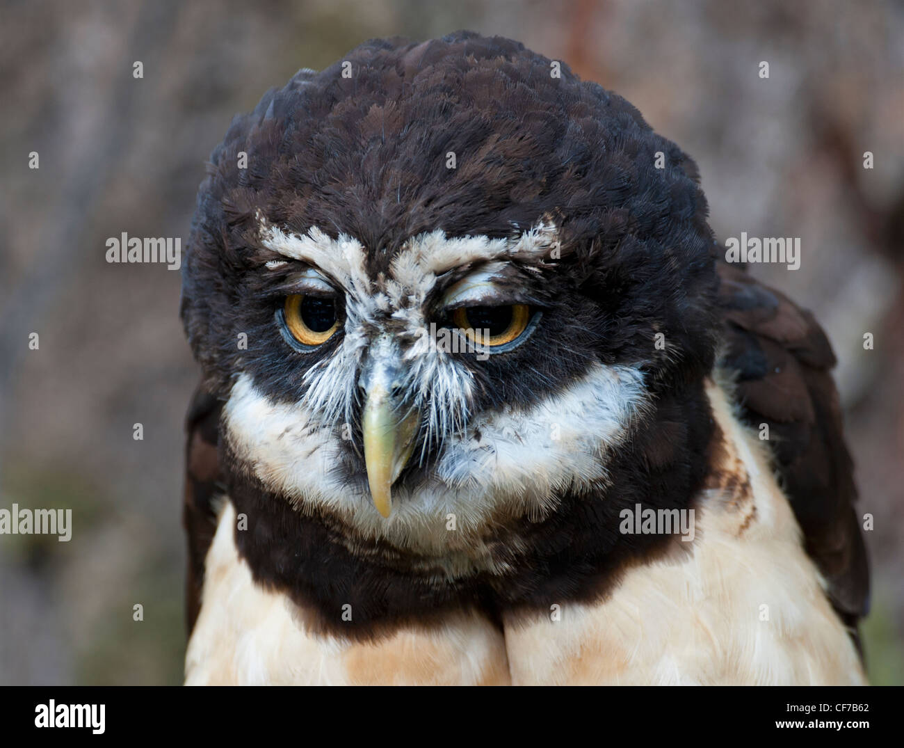 The Central and South Amaerican Spectacled Owl  SCO 8046 Stock Photo
