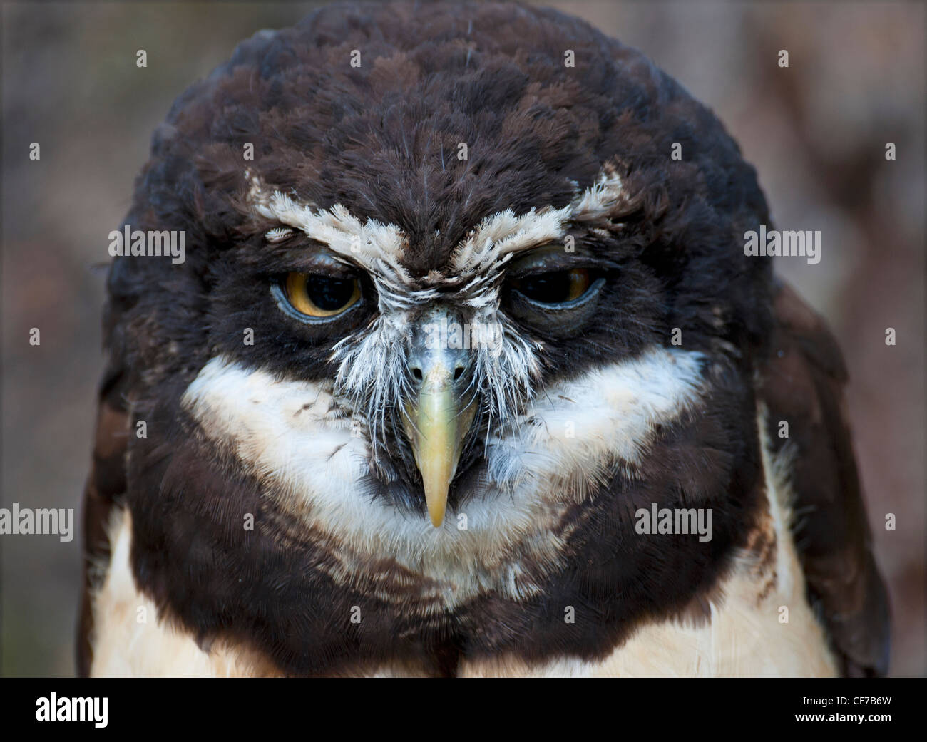 The Central and South Amaerican Spectacled Owl   SCO 8047 Stock Photo