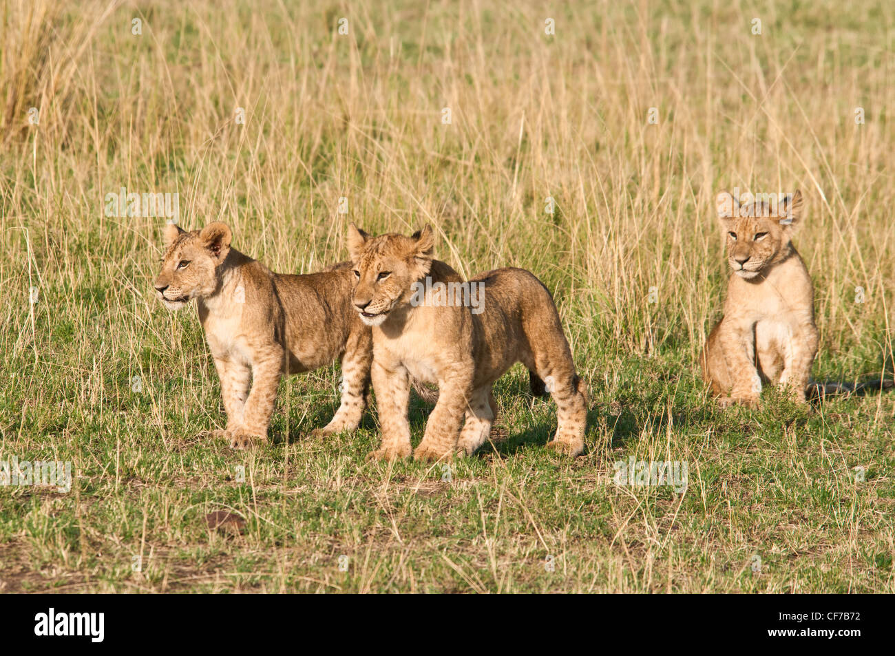 Three Lion Cubs, siblings, Panthera leo, Masai Mara National Reserve, Kenya, Africa Stock Photo