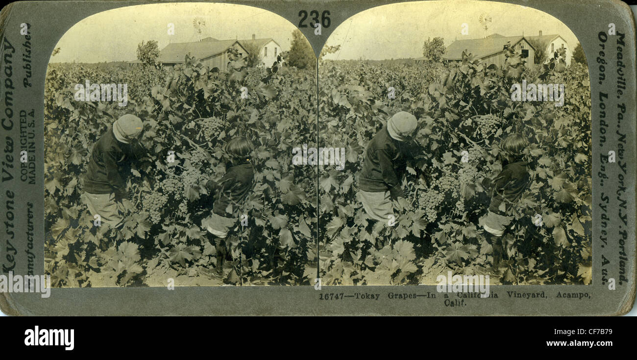 Farm workers picking tokay grapes in a Vineyard in Acampo California during the late 1800s farm