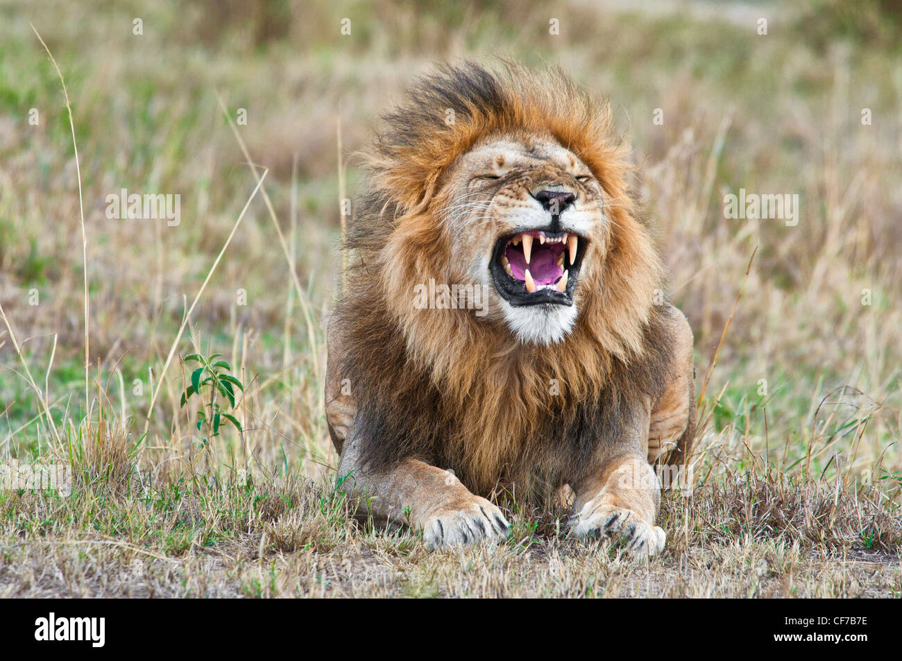 Male African Lion, Panthera leo, yawning with mouth open showing teeth and tongue, Masai Mara National Reserve, Kenya, Africa Stock Photo