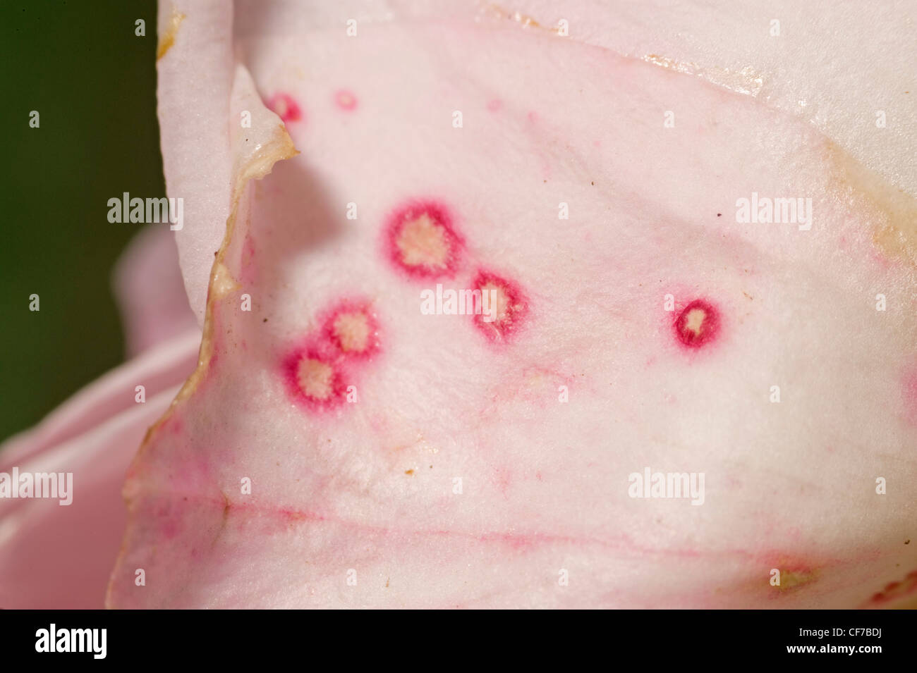 Grey mould Botrytis symptoms on rose petal Stock Photo