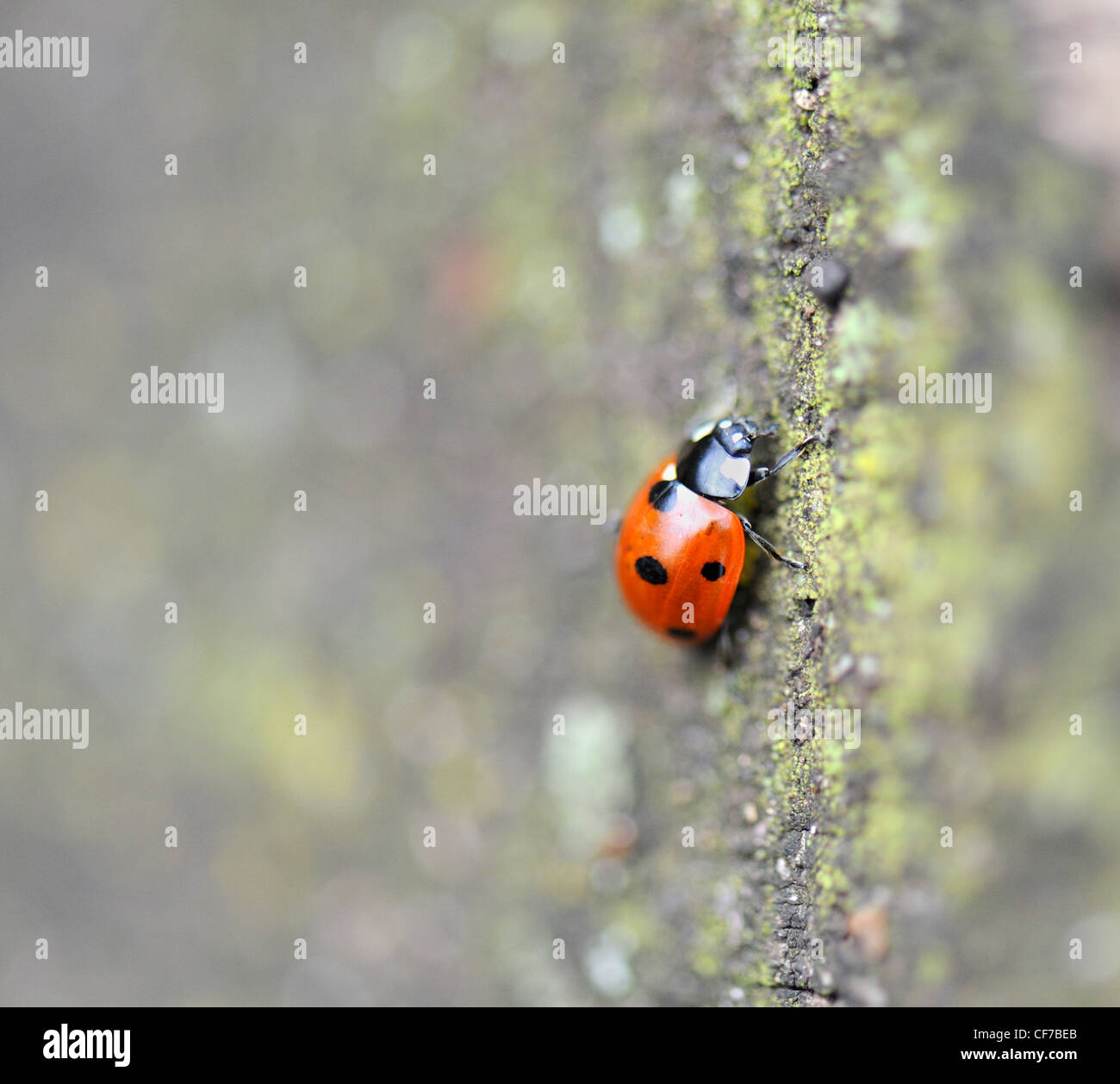 Ladybird Insect Stock Photo