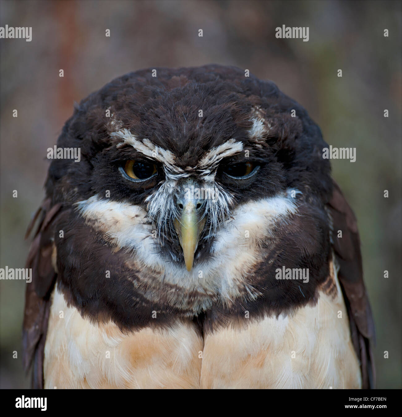 The Central and South Amaerican Spectacled Owl   SCO 8055 Stock Photo