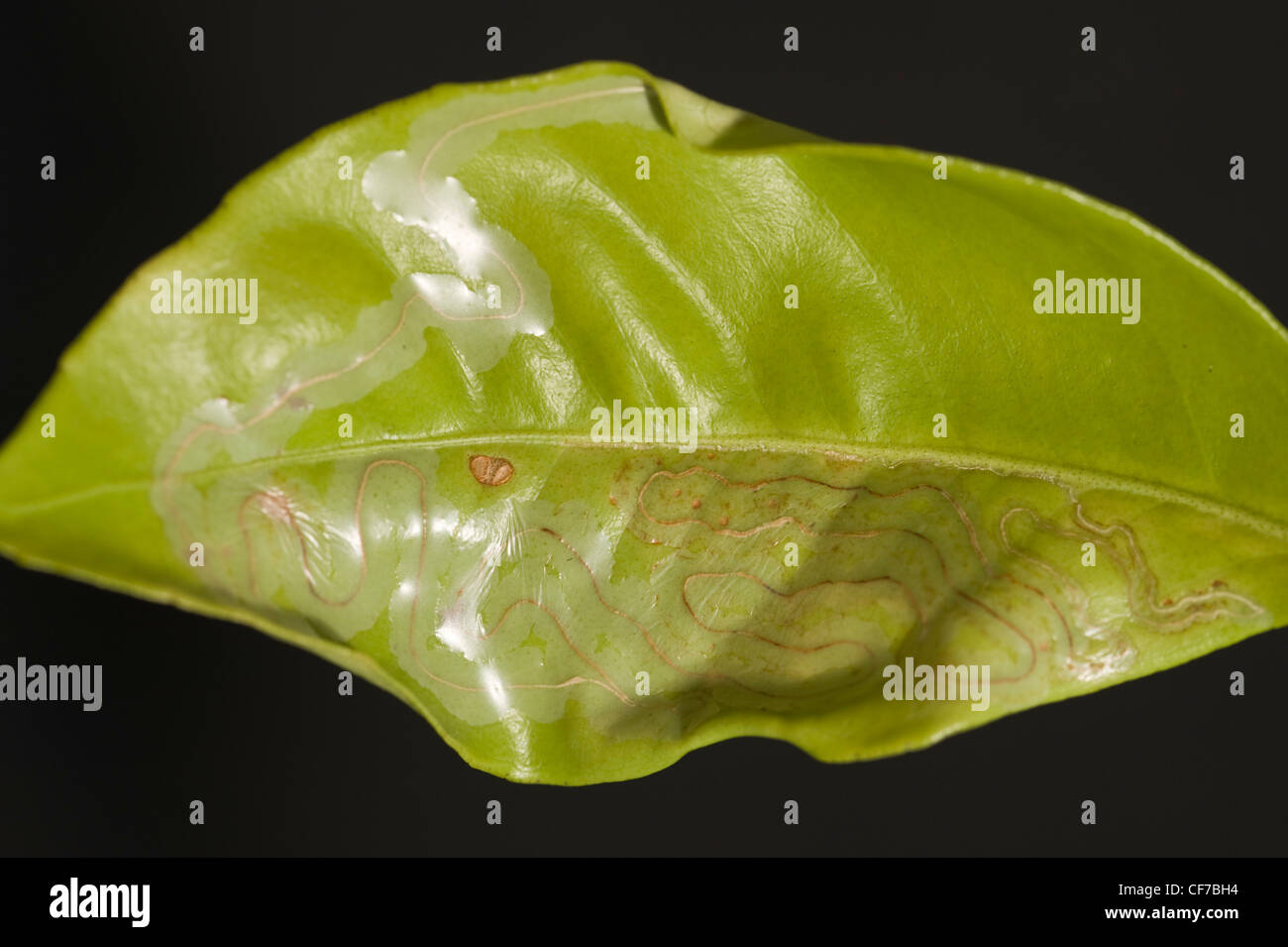 Citrus leafminer leaves sinuous trails on lemon tree leaf Stock Photo