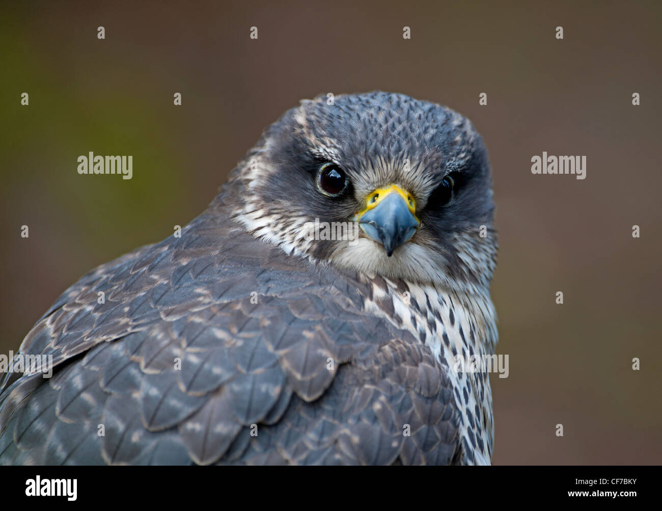 Peregrine Falcon, fast flying avain hunter.  SCO 8061 Stock Photo