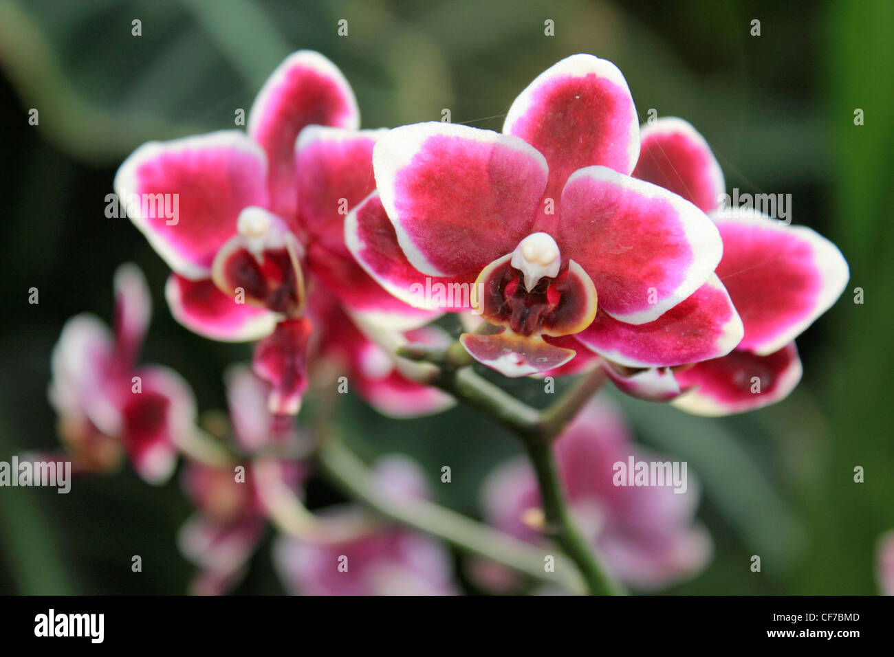 Exotic orchid flowers in the glasshouse Wisley Surrey England UK Stock ...